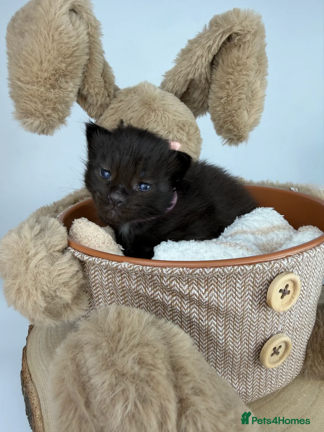 Ragcoon cats for sale: 🤍 RAGDOLL X MC KITTENS | HEALTH-TESTED PARENTS - Advert 26