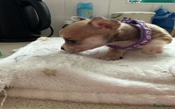 Mixed Breed dogs for sale: Jack chi puppies - Image 14
