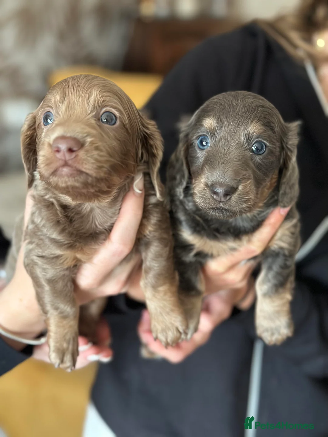Miniature Dachshund dogs for stud: **RogueRoyales Luxe** PRA Clear Long Hair in Wolverhampton - Advert 13