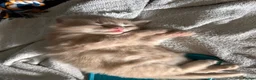 Mixed Breed cats for sale: 2 beautiful male kittens for sale  - Advert 5
