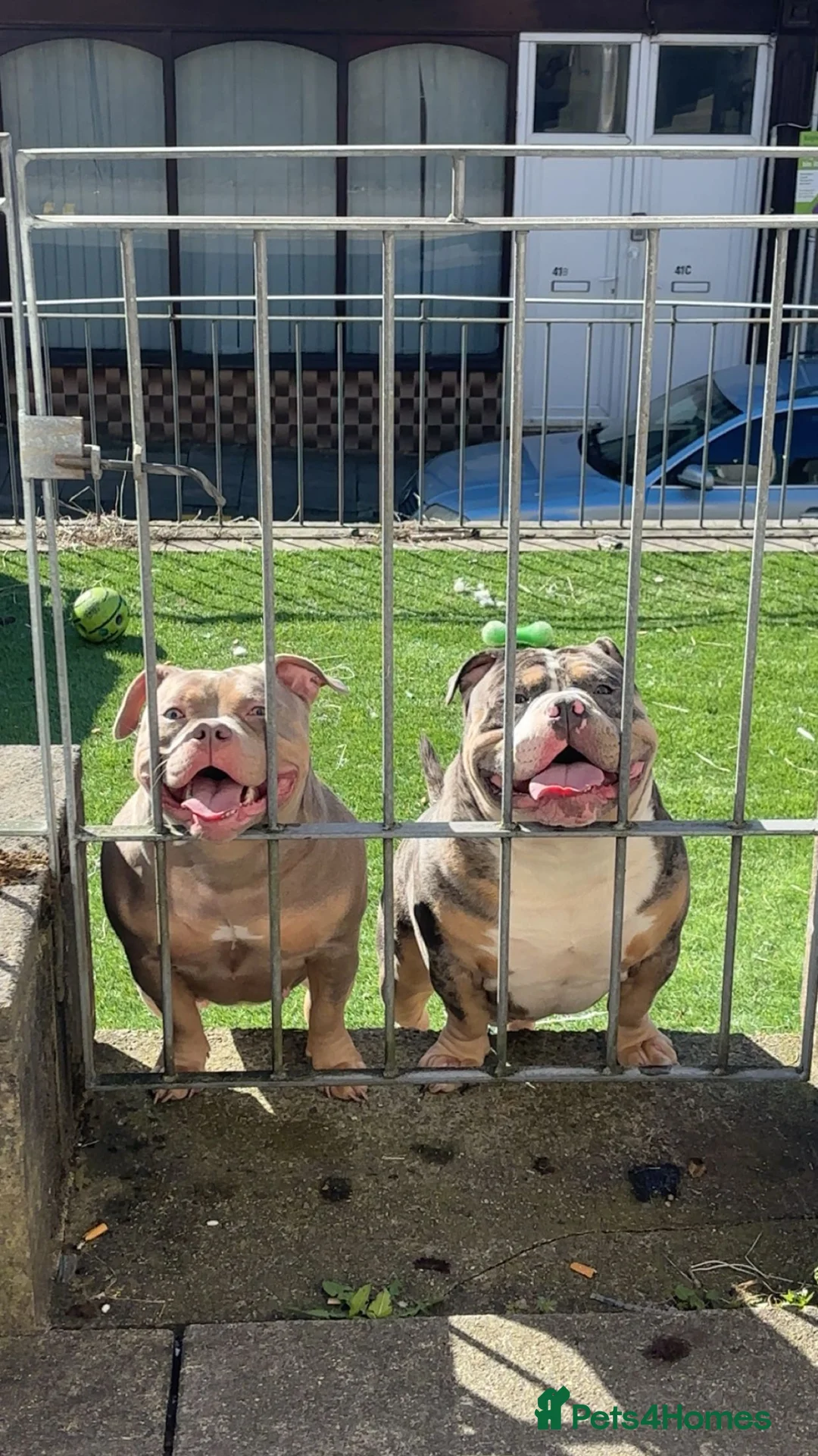 American Bully dogs for sale: Pocket bully pups  - Advert 6