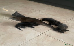 Mixed Breed cats for sale: Russian blu mix  - Image 13