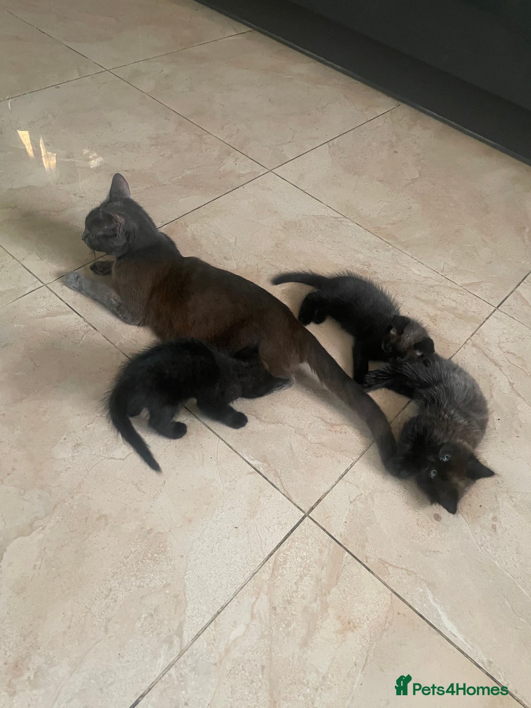 Mixed Breed cats for sale: Russian blu mix  - Image 13