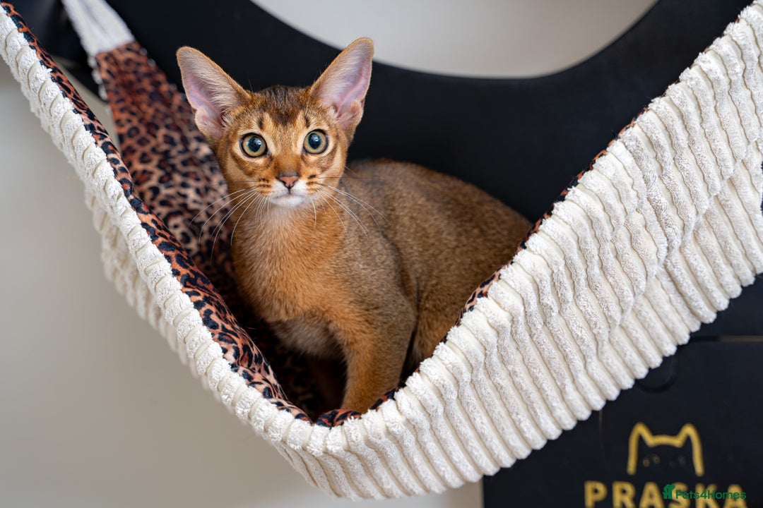 Abyssinian cats for sale: One of the Kind Abyssinian Girl-Champions Pedigree - Image 26