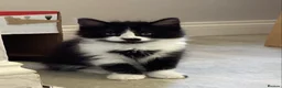 Mixed Breed cats for sale: Domestic kittens that are looking for home ❤️ in Peterborough - Advert 9