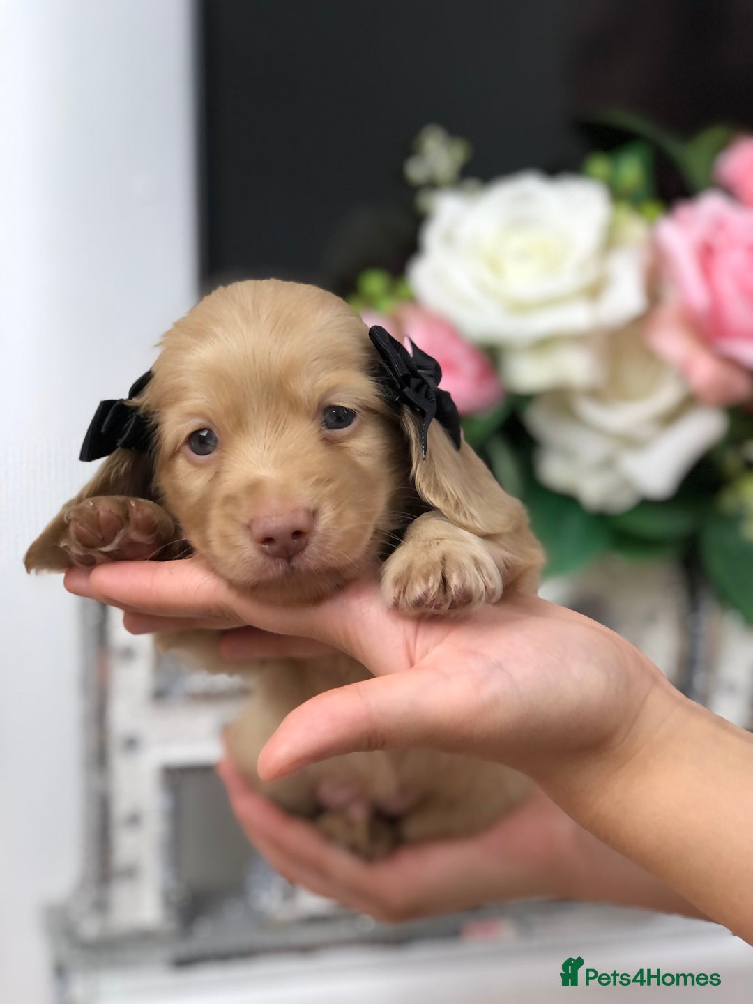 Miniature Dachshund dogs for sale: 𝕃𝕠𝕟𝕘 𝕙𝕒𝕚𝕣𝕖𝕕 𝕔𝕣𝕖𝕒𝕞 𝕡𝕦𝕡𝕡𝕚𝕖𝕤 🧸 - Image 9