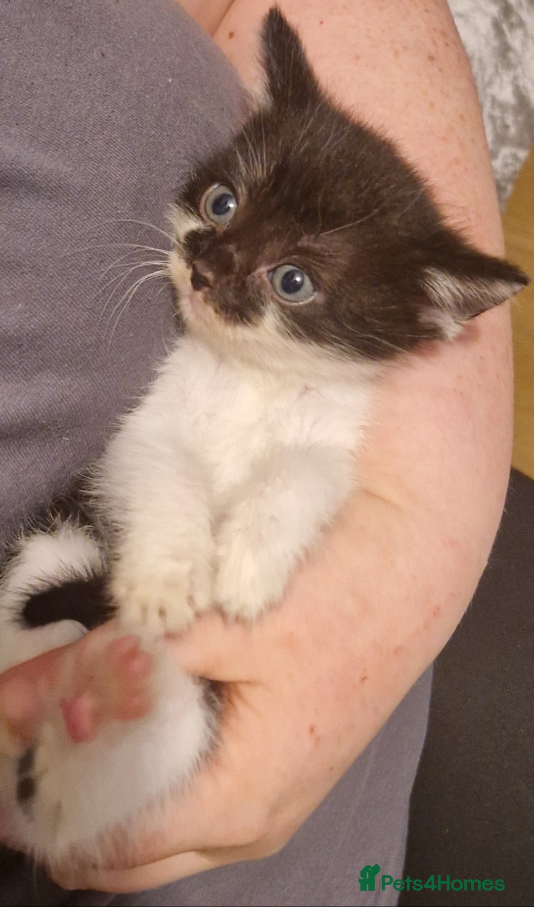 Mixed Breed cats for sale: £50 for a pair READY NOW 8 week old kittens - Image 4