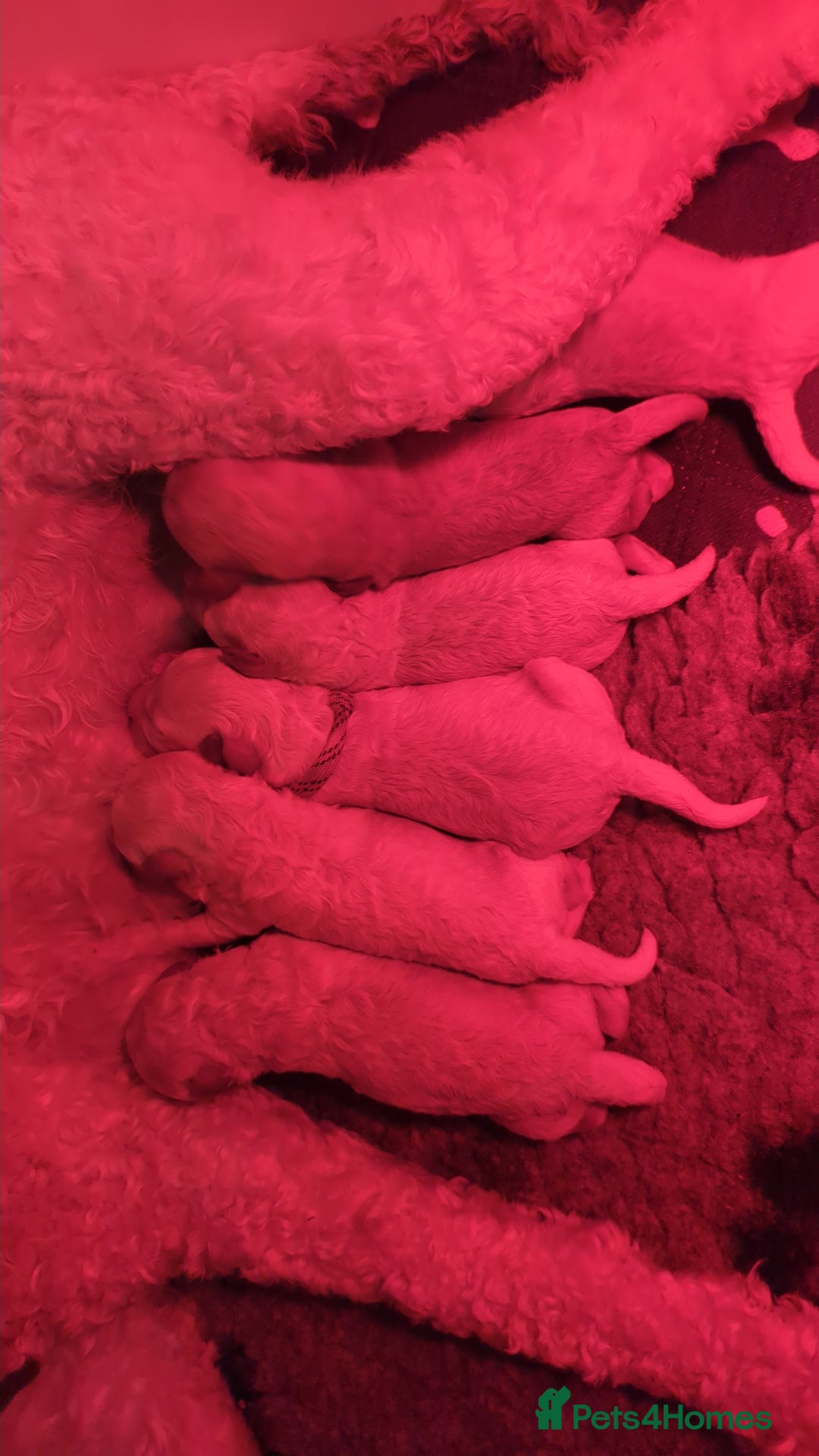 Miniature Poodle dogs for sale: Kc reg mini poodle pups for sale  - Image 13