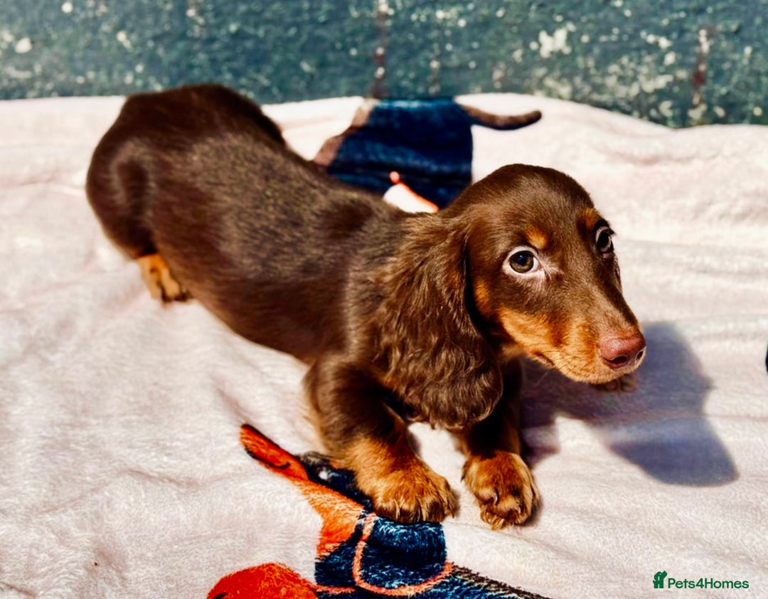 Miniature Dachshund dogs for sale: Beautiful Miniature Long-Haired Dachshund Puppy - Image 2