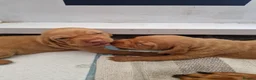 Hungarian Vizsla dogs for sale: Hungarian vizsla KC puppies for sale in Peterlee - Advert 6