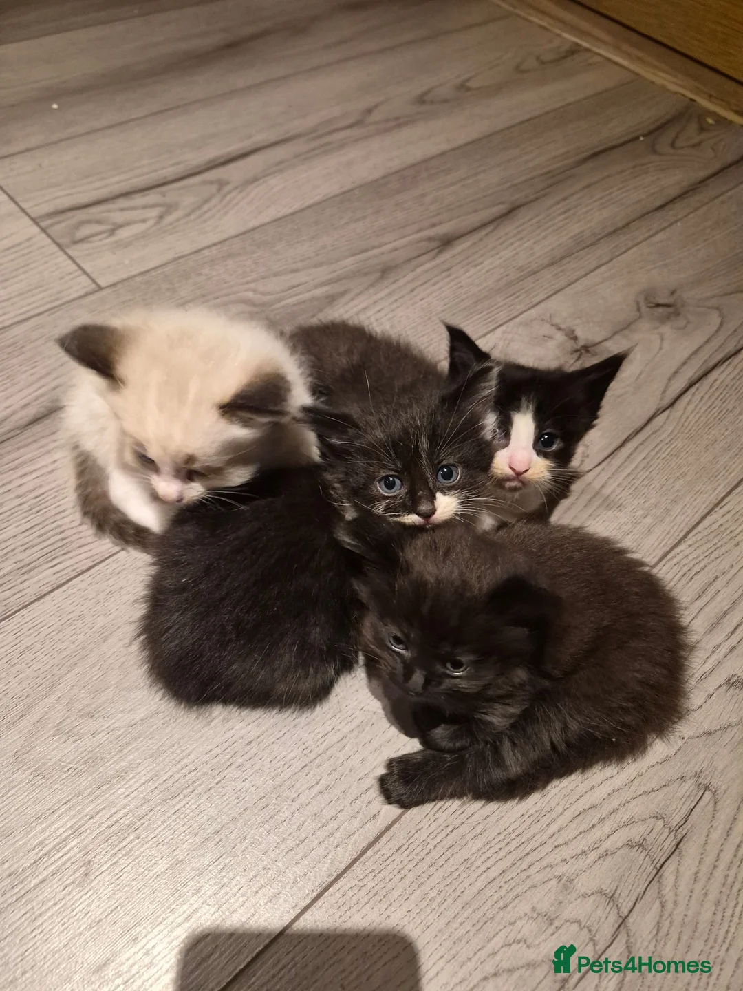 Norwegian Forest Cat cats for sale: Ragdoll x Norwegian forest kittens - Advert 2