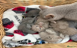 British Shorthair cats for sale: British Shorthair Kittens  - Image 2
