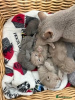 British Shorthair cats - Advert 10