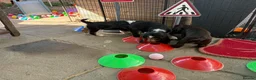 Cocker Spaniel dogs for sale: Ready Now RKC Reg DNA CLEAR Show Cocker Female in Fareham - Advert 19
