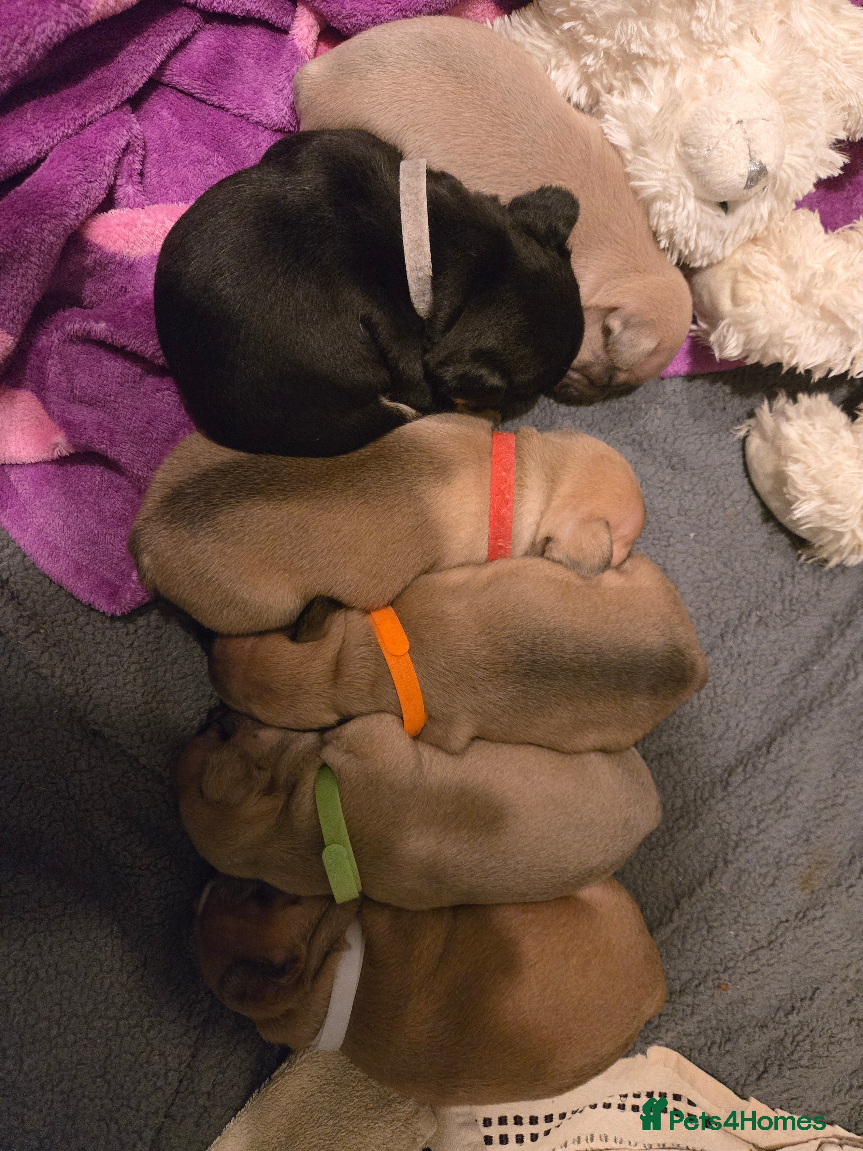 French Bulldog dogs French bulldog puppies.  - Advert 20