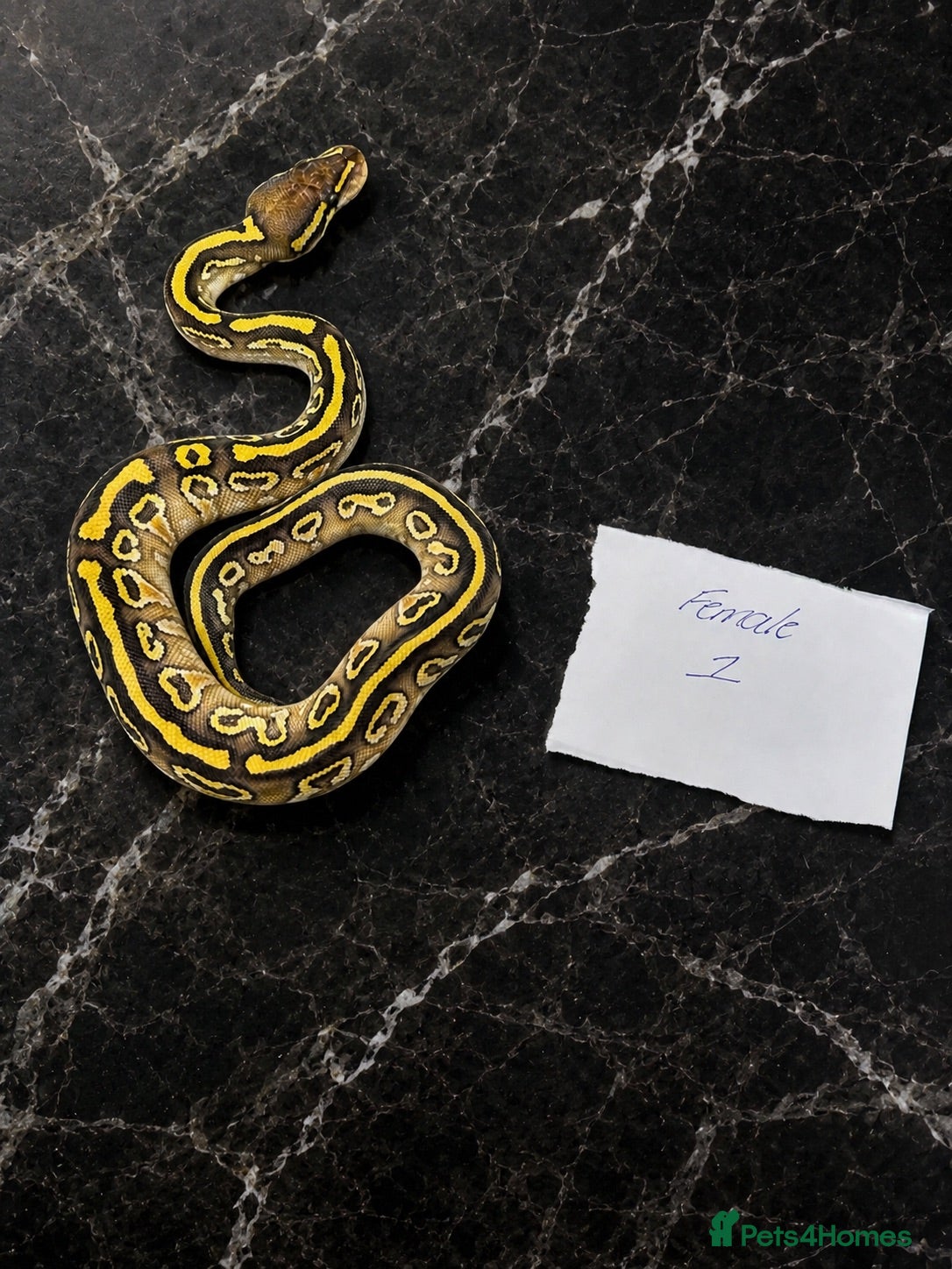 Python Snake reptiles Hatchling Ball Pythons Available!! - Advert 1