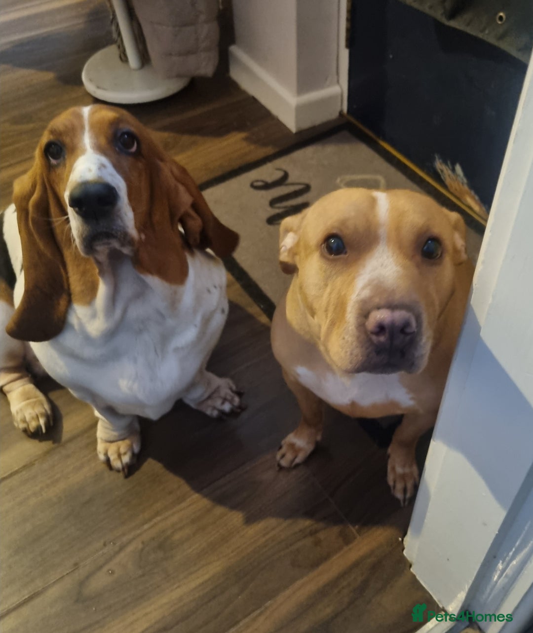 Mixed Breed dogs for sale: Poppy and Quinn - Advert 1