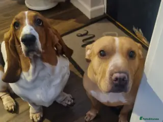 Mixed Breed dogs Poppy and Quinn - Advert 3