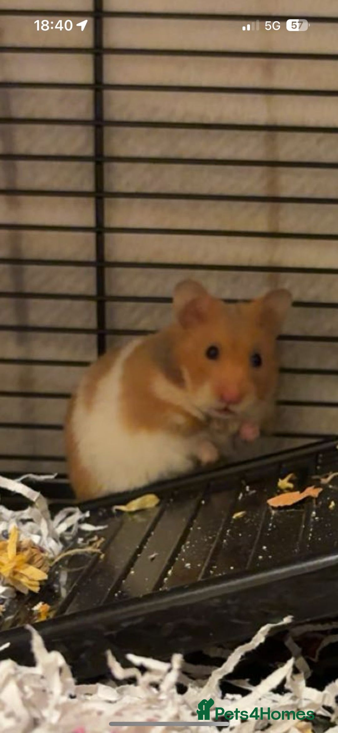 Hamster rodents for sale: Syrian Hamster - Advert 3