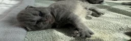 British Shorthair cats for sale: Female Grey British Short Hair Kitten  in Rainham - Advert 3