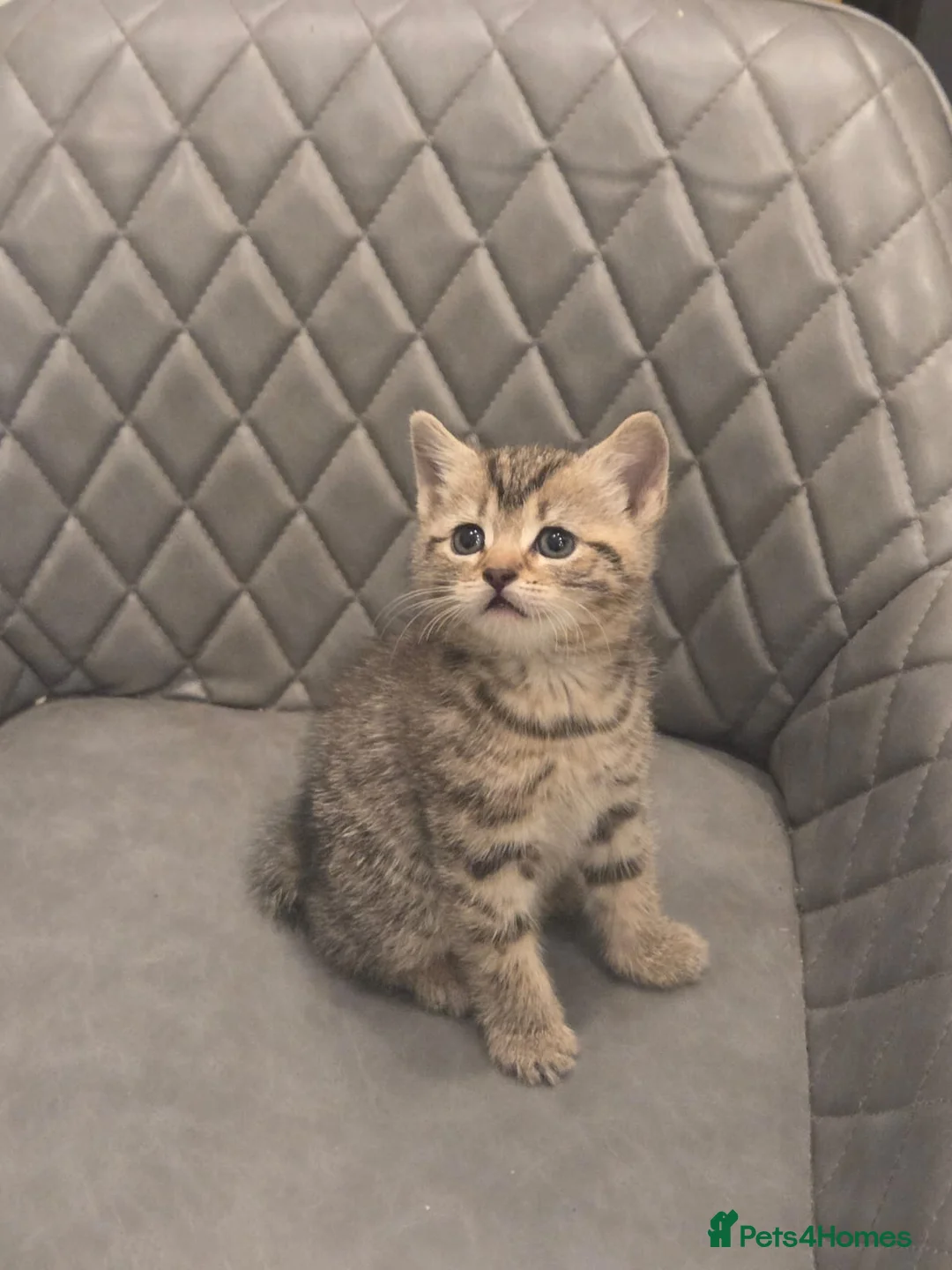 Mixed Breed cats for sale: Bengal x kitten - Advert 1