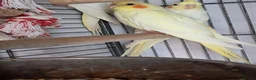Cockatiels birds for sale: Baby Cockatiels - Advert 3
