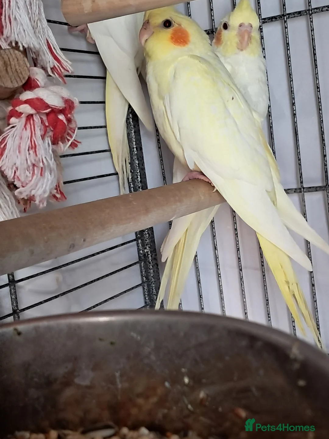 Cockatiels birds for sale: Baby Cockatiels - Advert 6