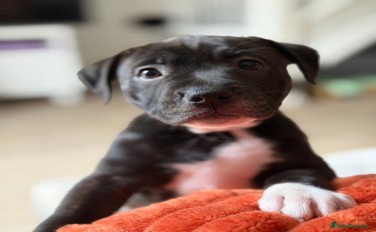 Mixed Breed dogs  Staffy x Puppy - Advert 9