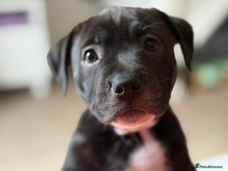 Mixed Breed dogs Staffy x Puppy - Advert 20