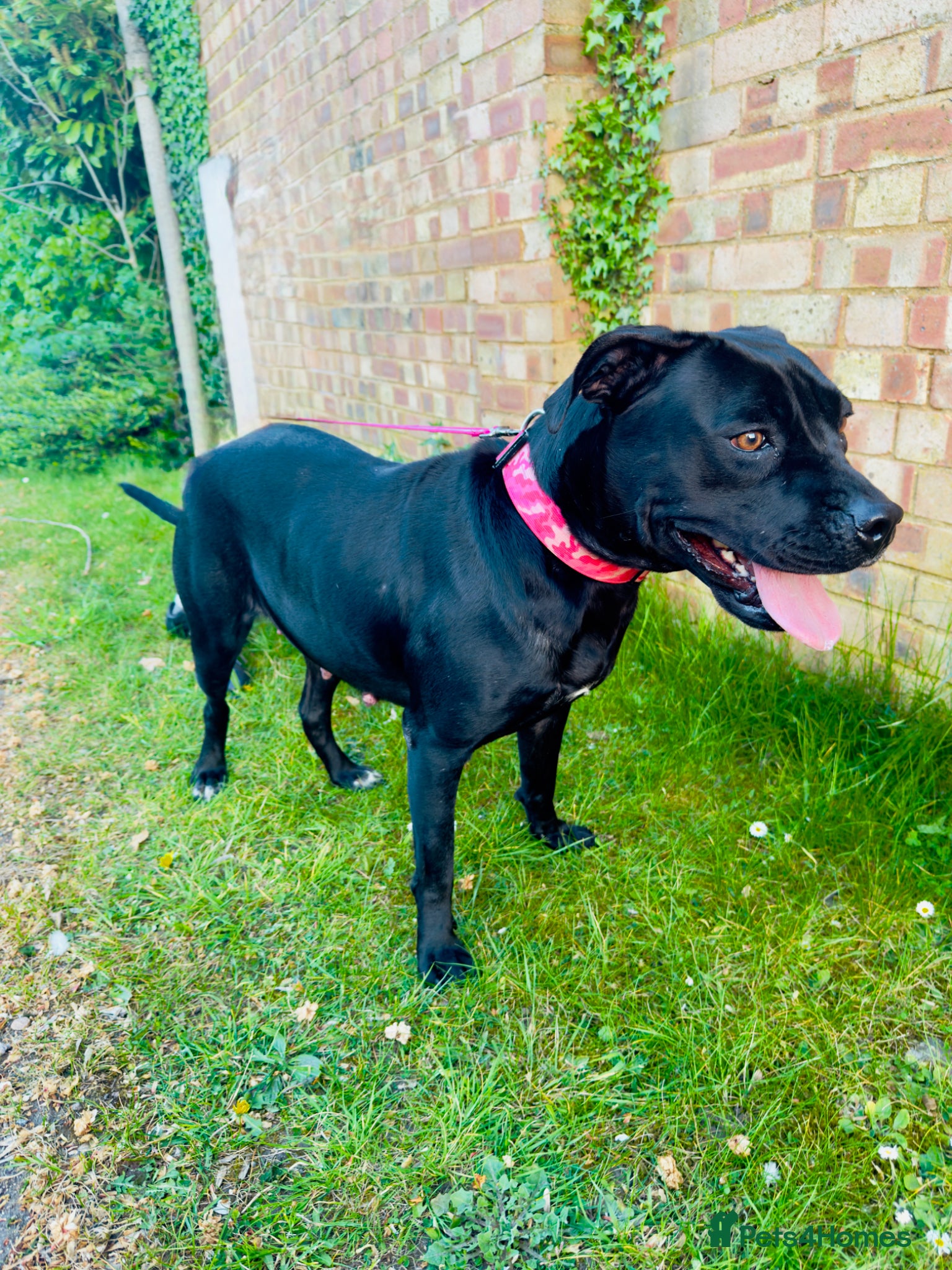 Mixed Breed dogs Puppies for sale  - Advert 1