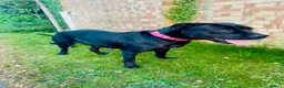Mixed Breed dogs for sale: Puppies for sale  - Advert 1