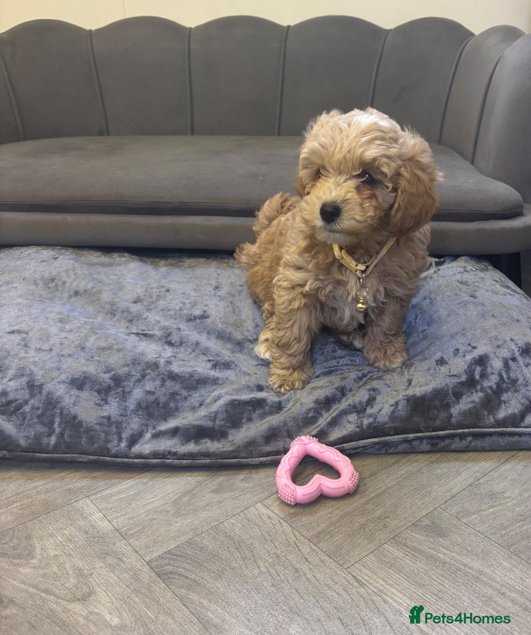 Poochon dogs Ready now Stunning Poochon Pups - Advert 2