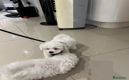 Bichon Frise dogs for sale: Pure Bichon Frise - Image 20