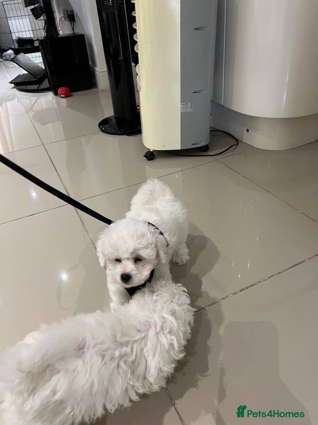 Bichon Frise dogs for sale: Pure Bichon Frise - Image 20