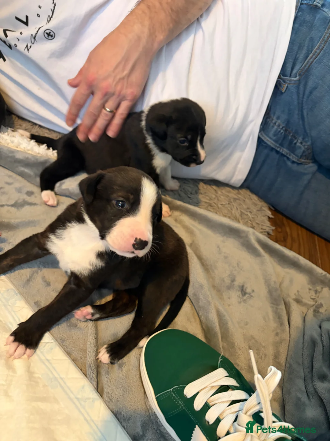 Mixed Breed dogs for sale: Staffie cross puppies  in Bridgend - Advert 7
