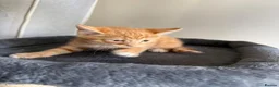 Mixed Breed cats for sale: Kittens  - Advert 4