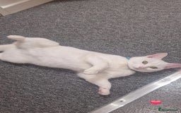 Mixed Breed cats for sale: Looking to rehome due to change in circumstances  - Image 3
