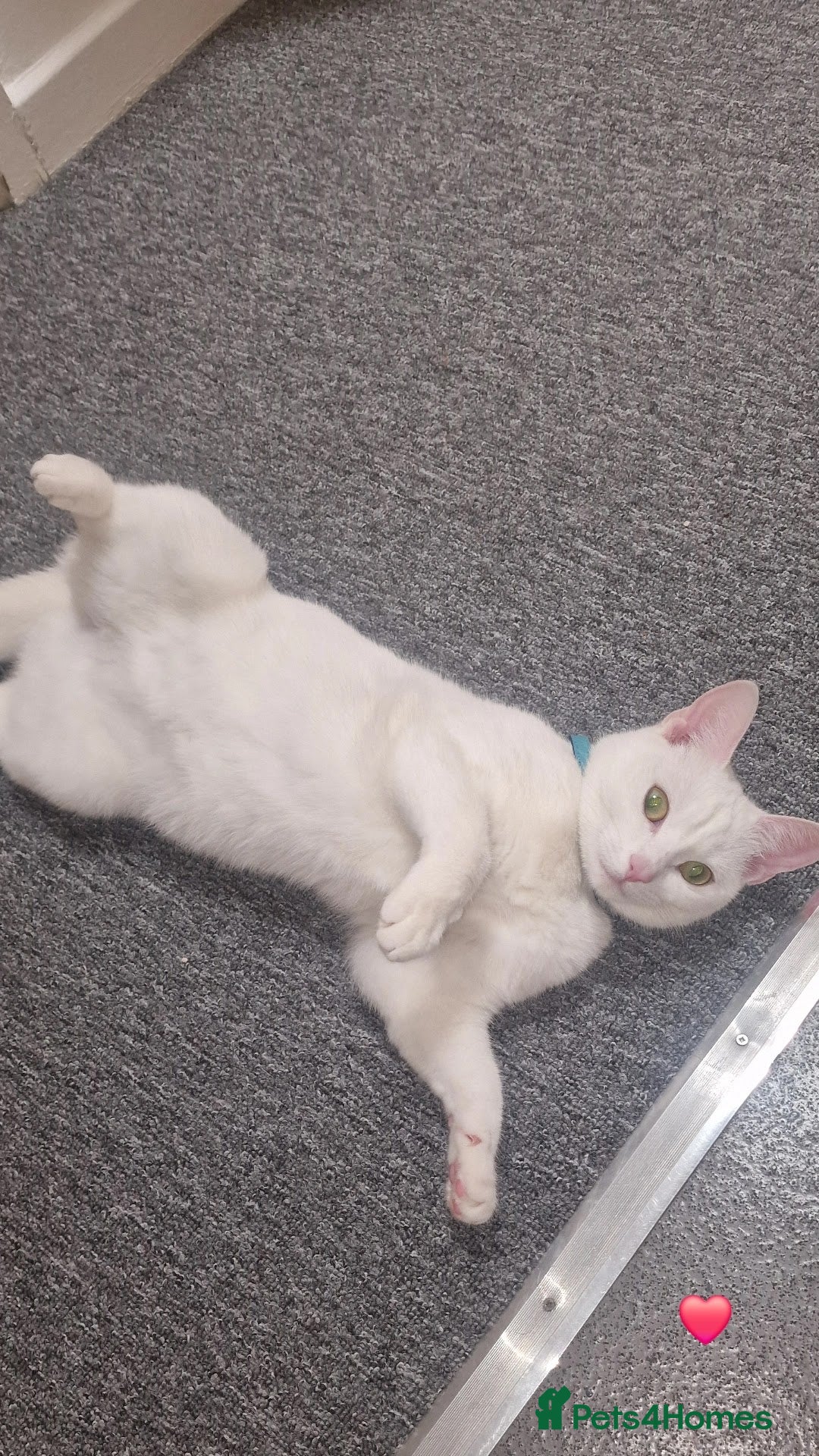 Mixed Breed cats for sale: Looking to rehome due to change in circumstances  - Image 3