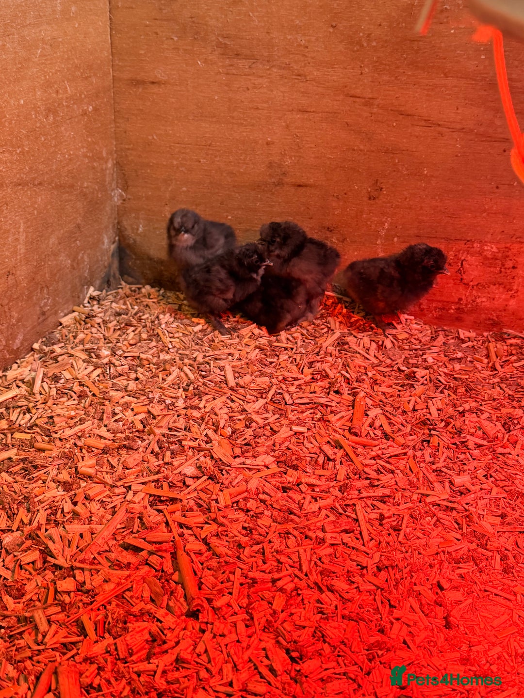 Chickens poultry for sale: Silkie Chickens - Advert 5