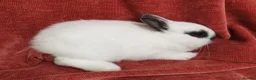 Netherland Dwarf rabbits for sale: Tiny Netherland Dwarf - LAST ONE + Hay/Food/Treats - Advert 6
