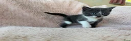 Mixed Breed cats for sale: Beautiful Kittens For Sale  - Advert 4