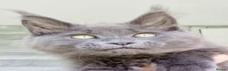Maine Coon cats for sale: Maine coon kittens  - Advert 8
