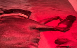 French Bulldog dogs for sale: 4 Beautiful Girl Frenchie's  - Image 7