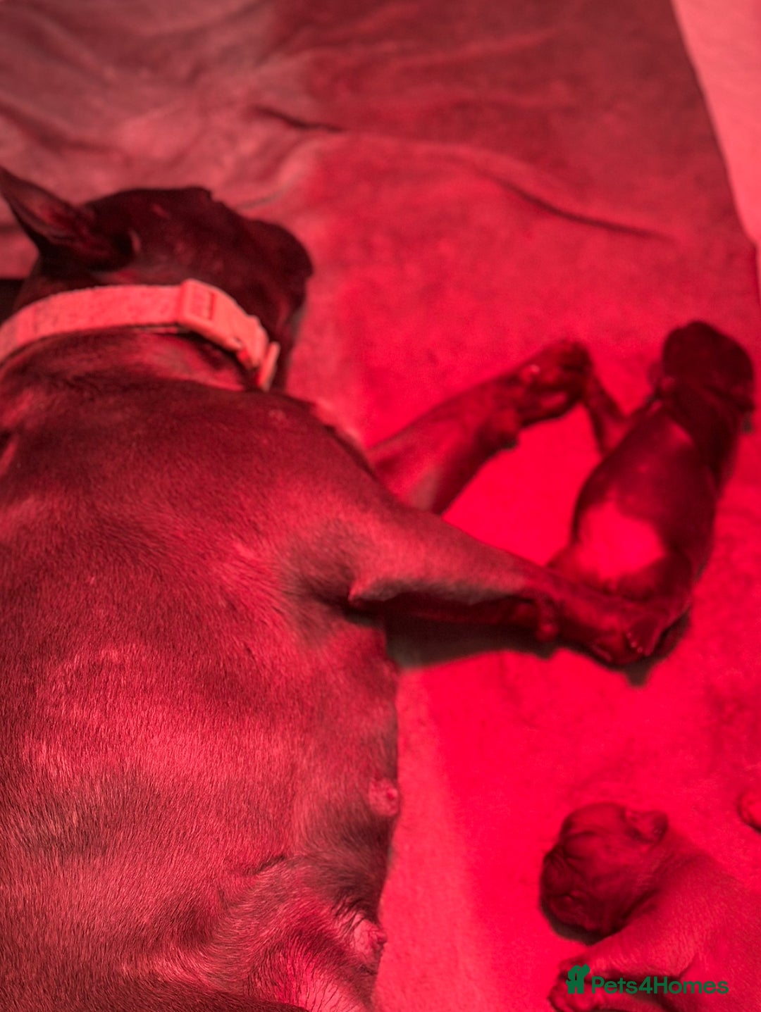 French Bulldog dogs for sale: 4 Beautiful Girl Frenchie's  - Image 7