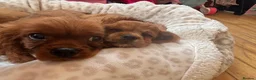 Cavalier King Charles Spaniel dogs for sale: Cavalier King Charles  - Advert 12