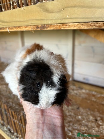 Guinea Pig rodents - Advert 12