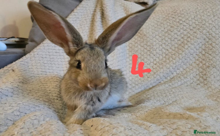 Continental Giant rabbits - Advert 1