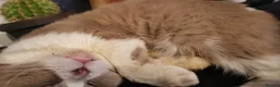 British Shorthair cats for sale: British shorthair - Advert 9