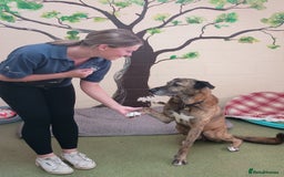Mixed Breed dogs for adoption: Camel - Image 5