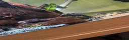 Plecos fish for sale: Shortfin Bristlenose SALE - Advert 4